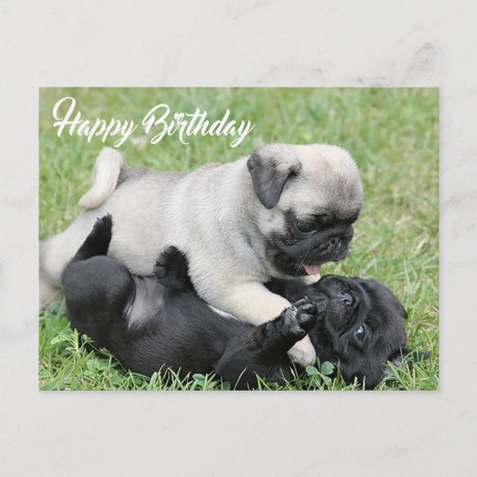 Carte postale Carlin Chien Chien Chien Chien Heure (Devant)