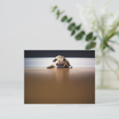 Carte Postale Carlin Chien Chiot Grumpy Grumpy Mignonne Animal A (Debout devant)