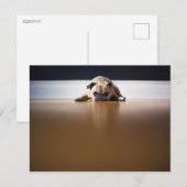 Carte Postale Carlin Chien Chiot Grumpy Grumpy Mignonne Animal A (Devant / Derrière)