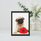 Carte postale carlin chiot (Debout devant)