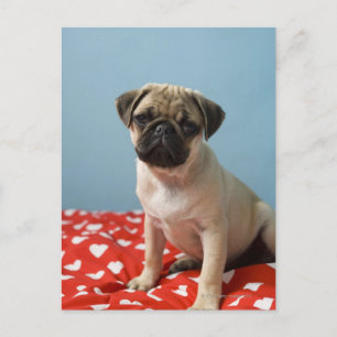 Carte Postale Carlin chiot assis sur son lit
