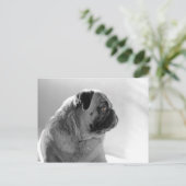 Carte Postale Carlin dans le profil (Debout devant)