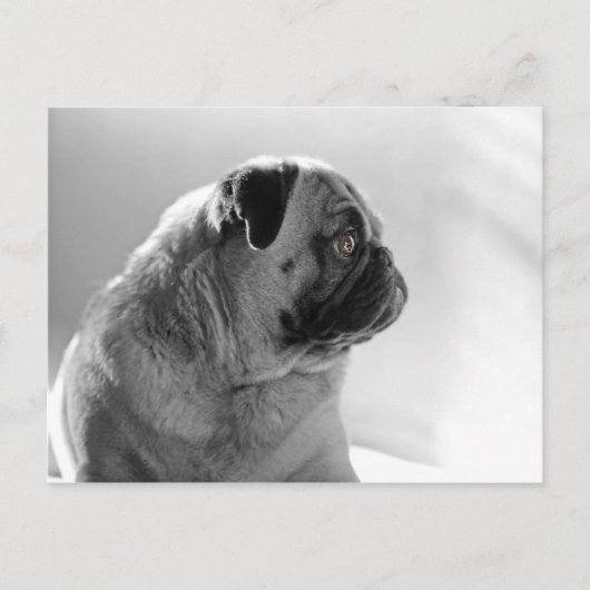 Carte Postale Carlin dans le profil (Devant)