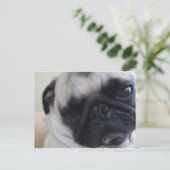 Carte postale Carlin de fermeture (Debout devant)