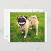 Carte Postale carlin de sourire de chien (Devant / Derrière)