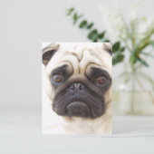 Carte postale carlin Dog (Debout devant)
