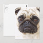 Carte postale carlin Dog (Devant / Derrière)