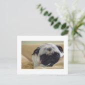 Carte postale Carlin doux (Debout devant)