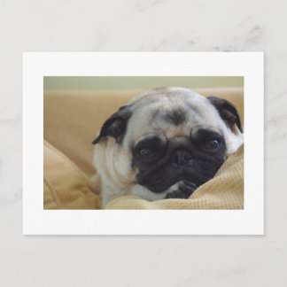 Carte postale Carlin doux