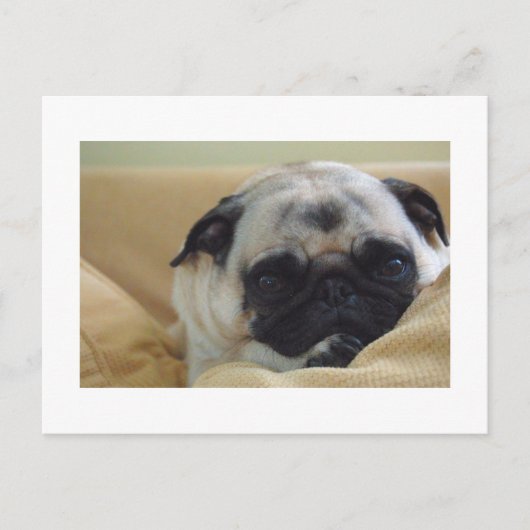 Carte postale Carlin doux (Devant)