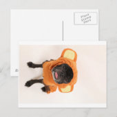 Carte Postale carlin en costume de singe (Devant / Derrière)