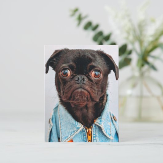 Carte Postale Carlin en Denim Jackey Cute Adorable Chien Chien C (Debout devant)