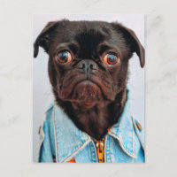Carlin en Denim Jackey Cute Adorable Chien Chien C