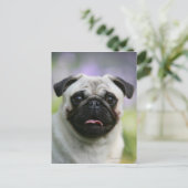 Carte Postale Carlin Feu en alerte (Debout devant)