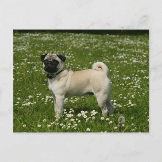 Carte Postale Carlin Jouer dans les fleurs (Devant)