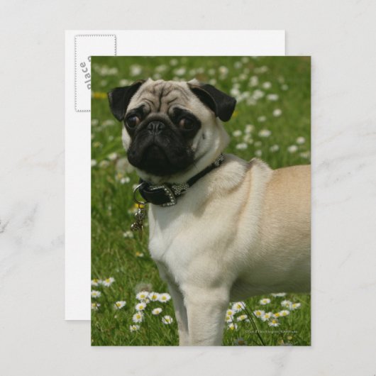 Carte Postale Carlin Jouer dans les fleurs (Devant / Derrière)