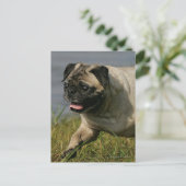 Carte Postale Carlin Jouer près de l'eau (Debout devant)