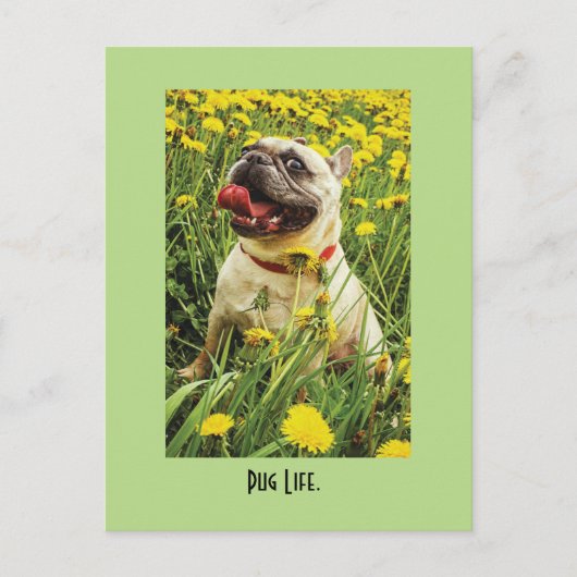 Carte postale carlin Life Dog (Devant)