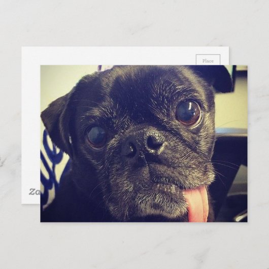 Carte Postale Carlin noir (Devant / Derrière)