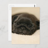 Carte Postale Carlin noir Chiot couché (Devant / Derrière)