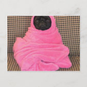 Carte Postale Carlin noir dans une couverture rose (Devant)