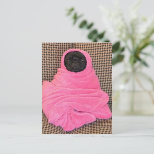 Carte Postale Carlin noir dans une couverture rose (Debout devant)