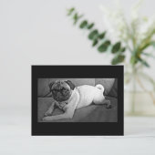 Carte Postale Carlin noir et blanc (Debout devant)