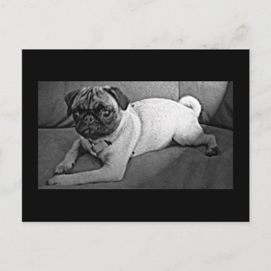 Carte Postale Carlin noir et blanc (Devant)