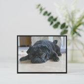 Carte postale Carlin noir mignon et lazy (Debout devant)