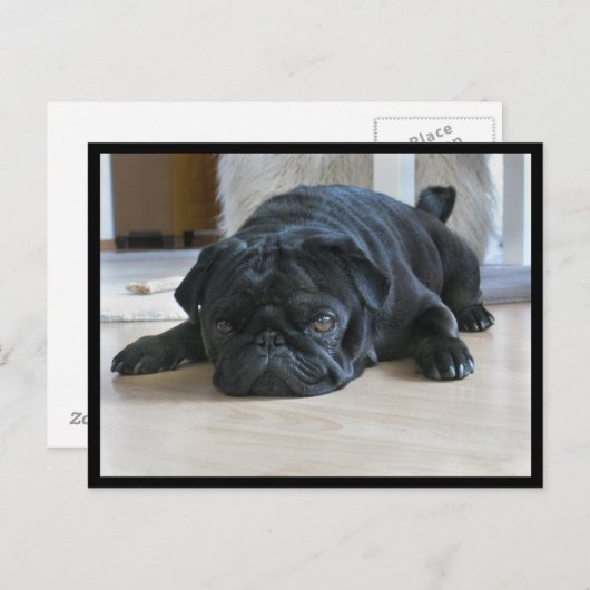 Carte postale Carlin noir mignon et lazy (Devant / Derrière)