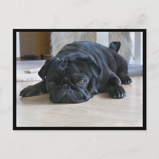 Carte postale Carlin noir mignon et lazy (Devant)