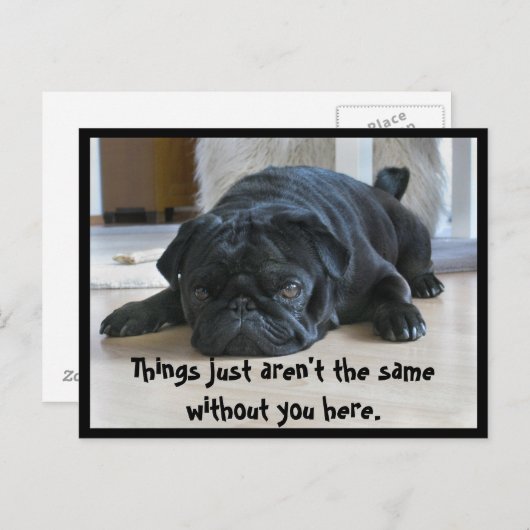 Carte postale Carlin noir mignon et lazy (Devant / Derrière)