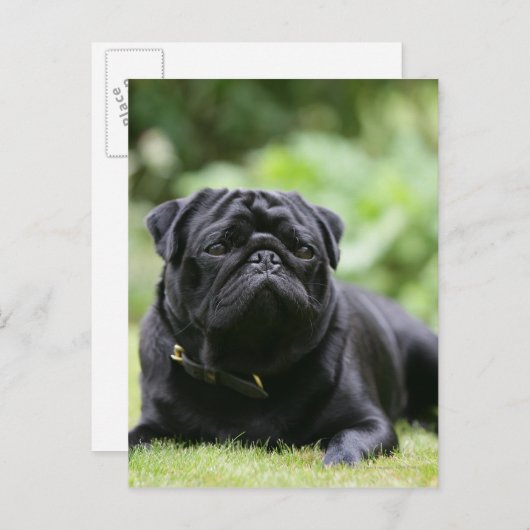 Carte Postale Carlin noir posé (Devant / Derrière)