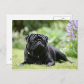 Carte Postale Carlin noir posé (Devant / Derrière)