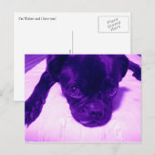 Carte Postale Carlin pourpre (Devant / Derrière)