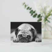 Carte Postale Carlin triste (Debout devant)