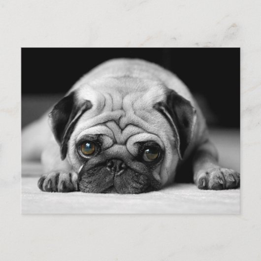 Carte Postale Carlin triste (Devant)