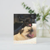 Carte Postale Carlin Yawn (Debout devant)