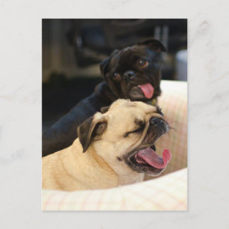 Carte Postale Carlin Yawn