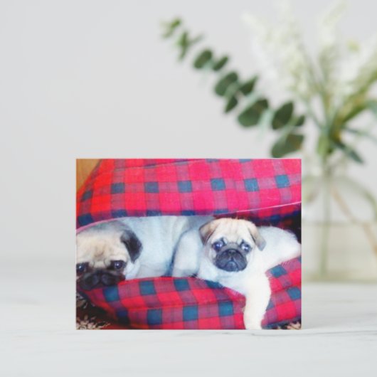 carte postale carlins (Debout devant)