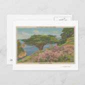 Carte Postale Carmel Bay, CA - Vue de l'arbre "ancien vétéran" (Devant / Derrière)