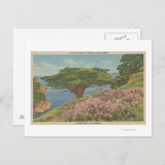 Carte Postale Carmel Bay, CA - Vue de l'arbre "ancien vétéran" (Devant / Derrière)