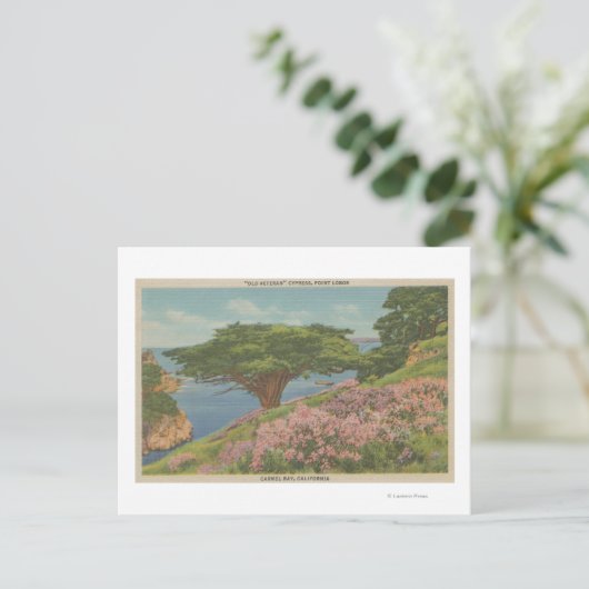 Carte Postale Carmel Bay, CA - Vue de l'arbre "ancien vétéran" (Debout devant)