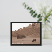 Carte postale Carmel Valley (Debout devant)