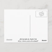 Carte postale Carmel Valley Daisy (Dos)