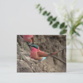 Carte Postale Carmine Bee-Eater (Debout devant)