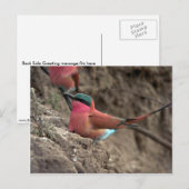 Carte Postale Carmine Bee-Eater (Devant / Derrière)