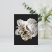 Carte Postale Carnation (Debout devant)