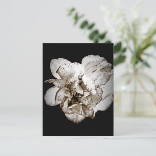 Carte Postale Carnation (Debout devant)