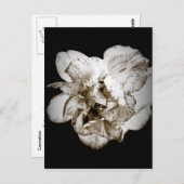 Carte Postale Carnation (Devant / Derrière)